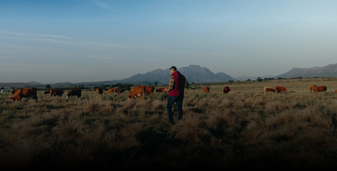 Our Advantage - Cultivated Insight